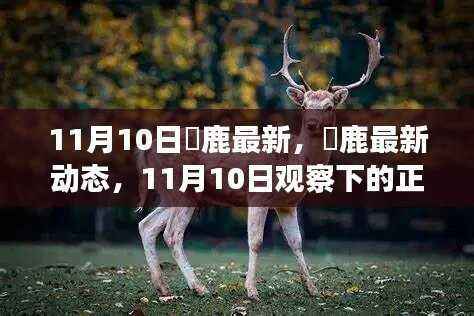 11月10日黇鹿最新动态观察，正反观点与个人立场剖析