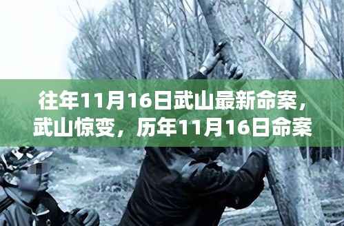 武山历年11月16日命案深度剖析,最新命案与惊变探究