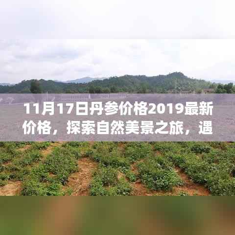 揭秘丹参最新价格,探索自然美景之旅,遇见丹参的宁静与力量