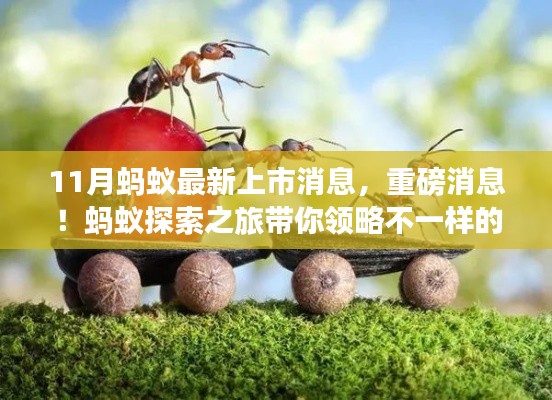蚂蚁探索之旅揭秘,最新上市消息与11月美景盛宴
