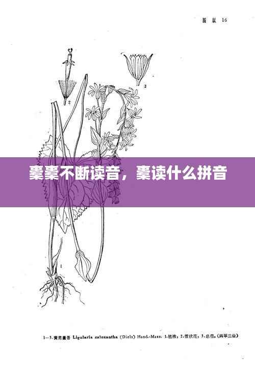 橐橐不断读音,橐读什么拼音