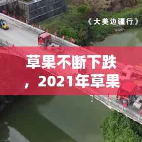 草果不断下跌,2021年草果走势分析