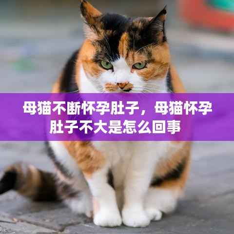 母猫不断怀孕肚子,母猫怀孕肚子不大是怎么回事