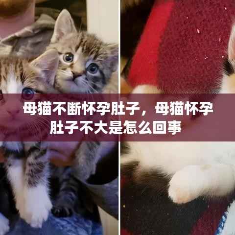 母猫不断怀孕肚子,母猫怀孕肚子不大是怎么回事