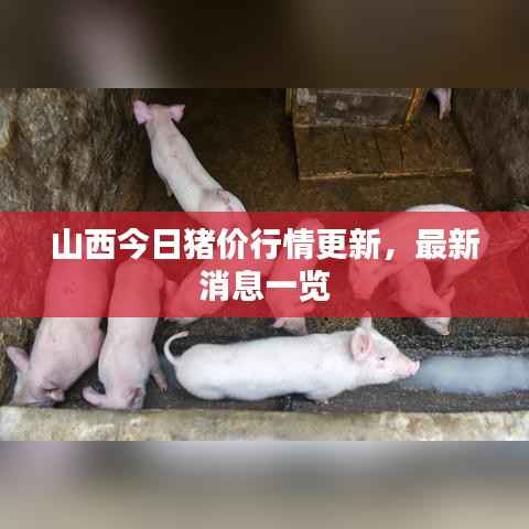 山西今日猪价行情更新,最新消息一览