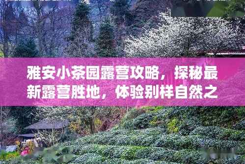 雅安小茶园露营攻略,探秘最新露营胜地,体验别样自然之旅