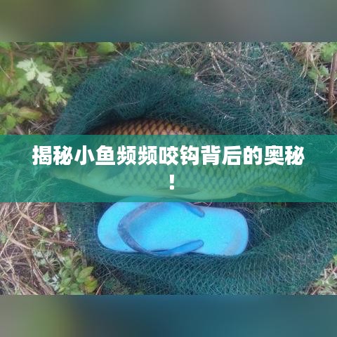 揭秘小鱼频频咬钩背后的奥秘!