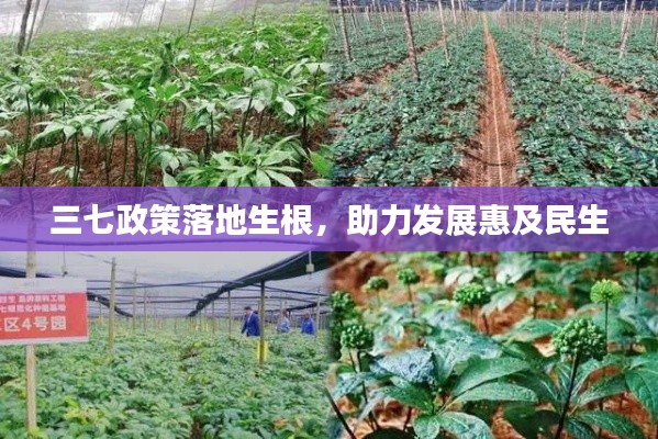三七政策落地生根,助力发展惠及民生